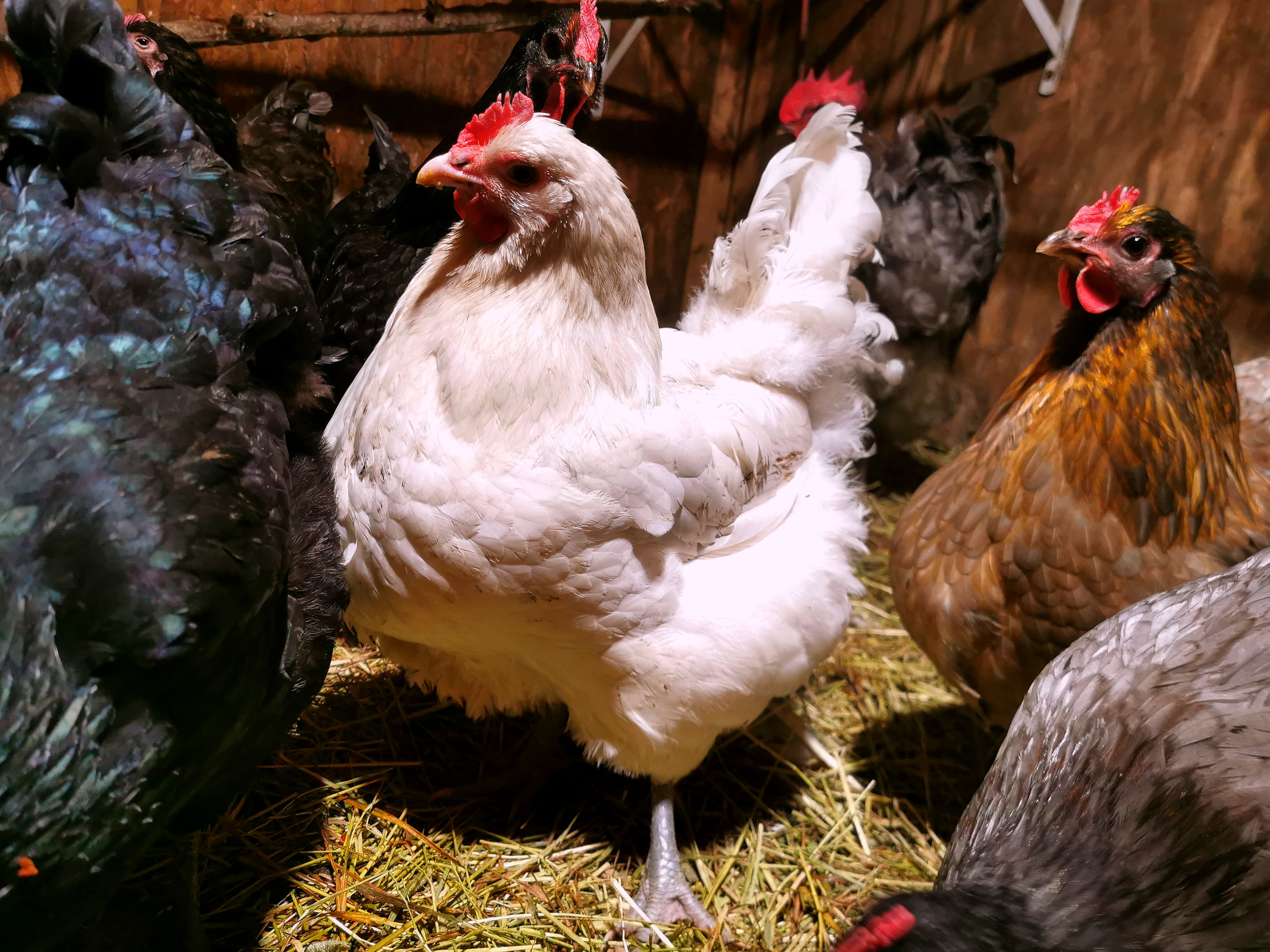 North Beauties Poultry